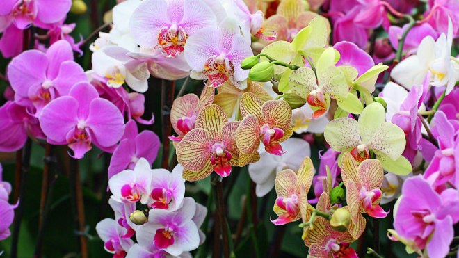 make-it-ordinary-to-grow-extraordinary-orchids